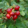 Rugosa Rose #2 - Image 3